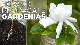 Propagating Gardenia  The Easy Method [upl. by Gar500]