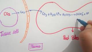 Chloride Shift  Respiration  11th CBSE  NEET  KVPY  NSEB [upl. by Butterfield]