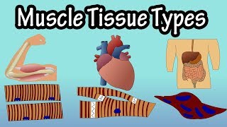 Muscle Tissue  Types Of Muscle Tissue  Structure Of Muscle Tissue [upl. by Navis]