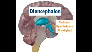 Diencephalon THALAMUS HYPOTHALAMUS PINEAL GLAND [upl. by Nilpik]