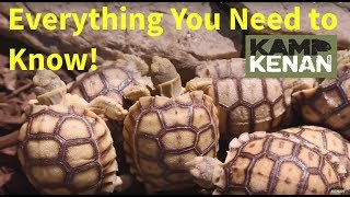 The ULTIMATE SULCATA Tortoise Care INSTRUCTIONS  Kamp Kenan S3 Episode 34 [upl. by Glovsky]