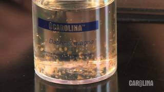 How to Care for Daphnia [upl. by Lilla672]