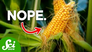 Are GMOs Actually Bad For You [upl. by Enel802]