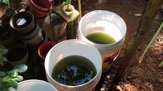 How to grow Green Water Algae [upl. by Drofyar]