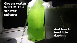 Green Water WITHOUT a Starter Culture  From Scratch  How To [upl. by Adiaj]