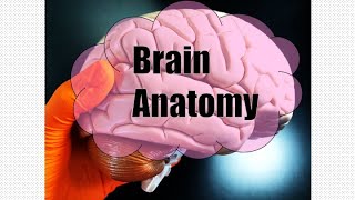 Brain Anatomy [upl. by Mulac]