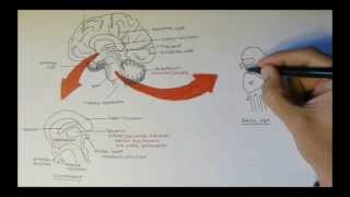 Brain Anatomy Overview  Lobes Diencephalon Brain Stem amp Limbic System [upl. by Guyon]