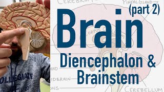 Brain Diencephalon and Brainstem [upl. by Hauger]