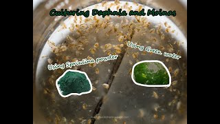 How To Culture Daphnia and Moinas using Green Water Spirulina powder [upl. by Harbard]