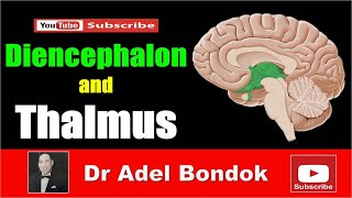 Diencephalon and Thalamus Dr Adel Bondok [upl. by Olwena]