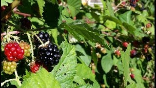 How to Grow Wild Blackberry  Great Fruit little effort [upl. by Modestine]