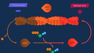 Actina e specializzazioni della membrana [upl. by Lledniw]