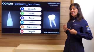 Anatomia Dental características gerais dos dentes [upl. by Seraphina872]