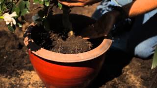 How to Repot Gardenias  Garden Savvy [upl. by Gord559]