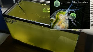 Raising Daphnia for the Freshwater Aquarium [upl. by Hyacintha]