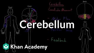 Cerebellum  Organ Systems  MCAT  Khan Academy [upl. by Wester]