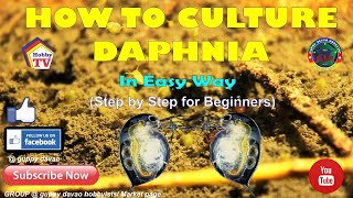 HOW TO CULTURE DAPHNIA In Easy Way [upl. by Enyawed333]