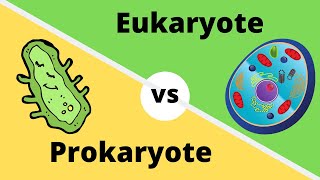 PROKARYOTES VS EUKARYOTES How cells are different [upl. by Bopp]