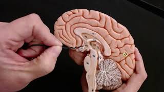 Brain Anatomy Review and Quiz [upl. by Dustan]