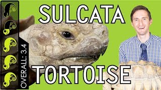 Sulcata Tortoise The Best Pet Turtle [upl. by Aziul]