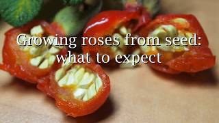 Growing roses from seed what to expect [upl. by Orola]